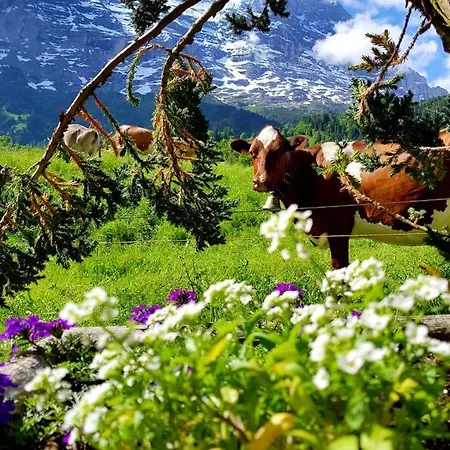 Bodenwald Apartment *